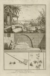 Baumwollfeld in Amerika; Dreschen mit einem Bogen; Baumwollpflanze, 1762